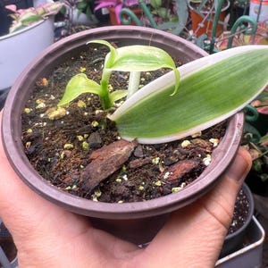 May include: A small potted plant with a large, variegated leaf and several smaller green leaves. The leaf has a white border and a vibrant green center. The pot is a muted purple color and filled with soil and small pieces of bark.