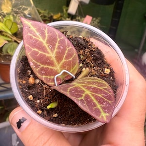 Hoya  Sunrise (Thailand form) in a 2.5” pot rooted plant, rare!