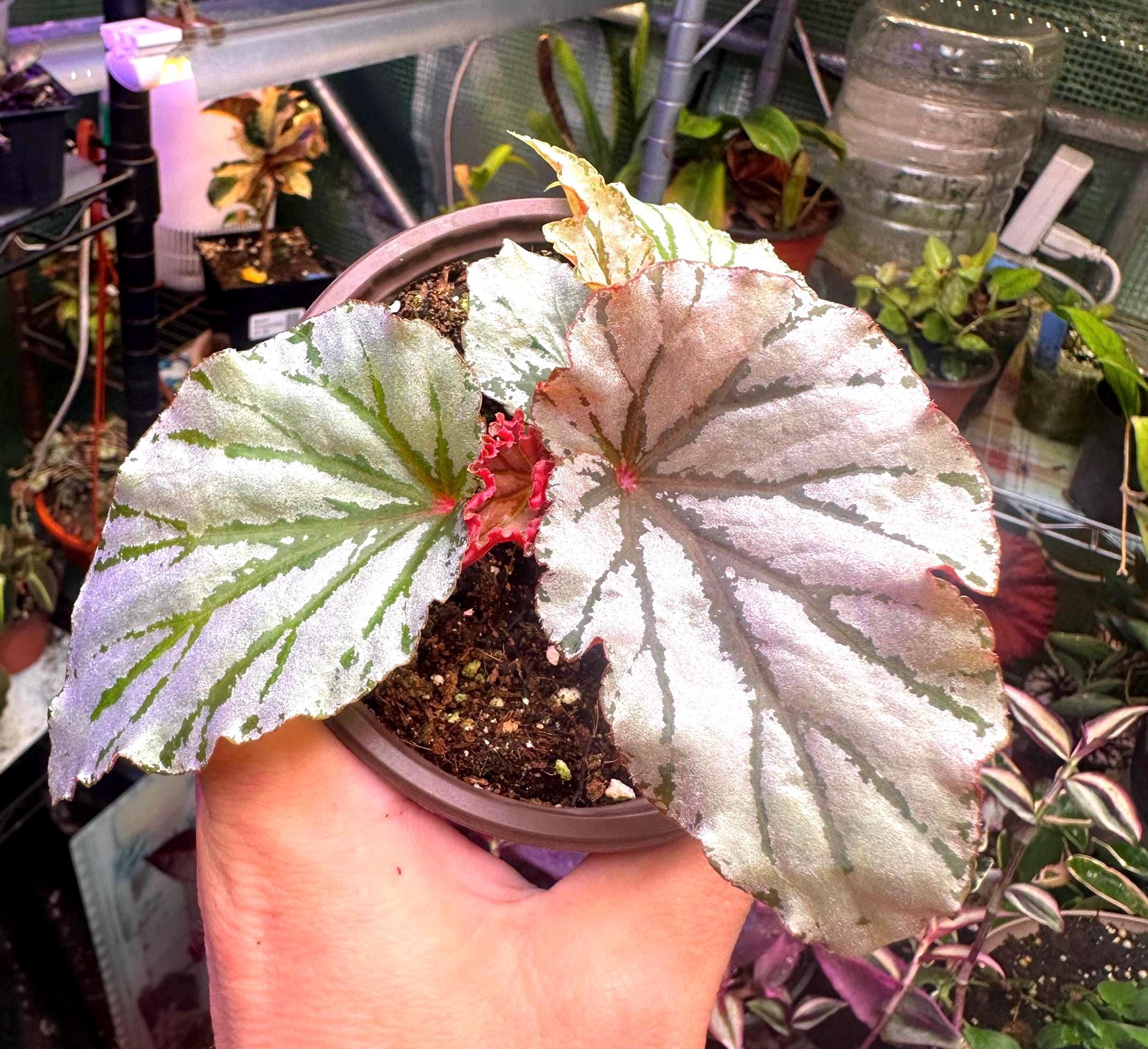 Custom Listing: Begonia Looking Glass and Begonia Pink Minx in 4