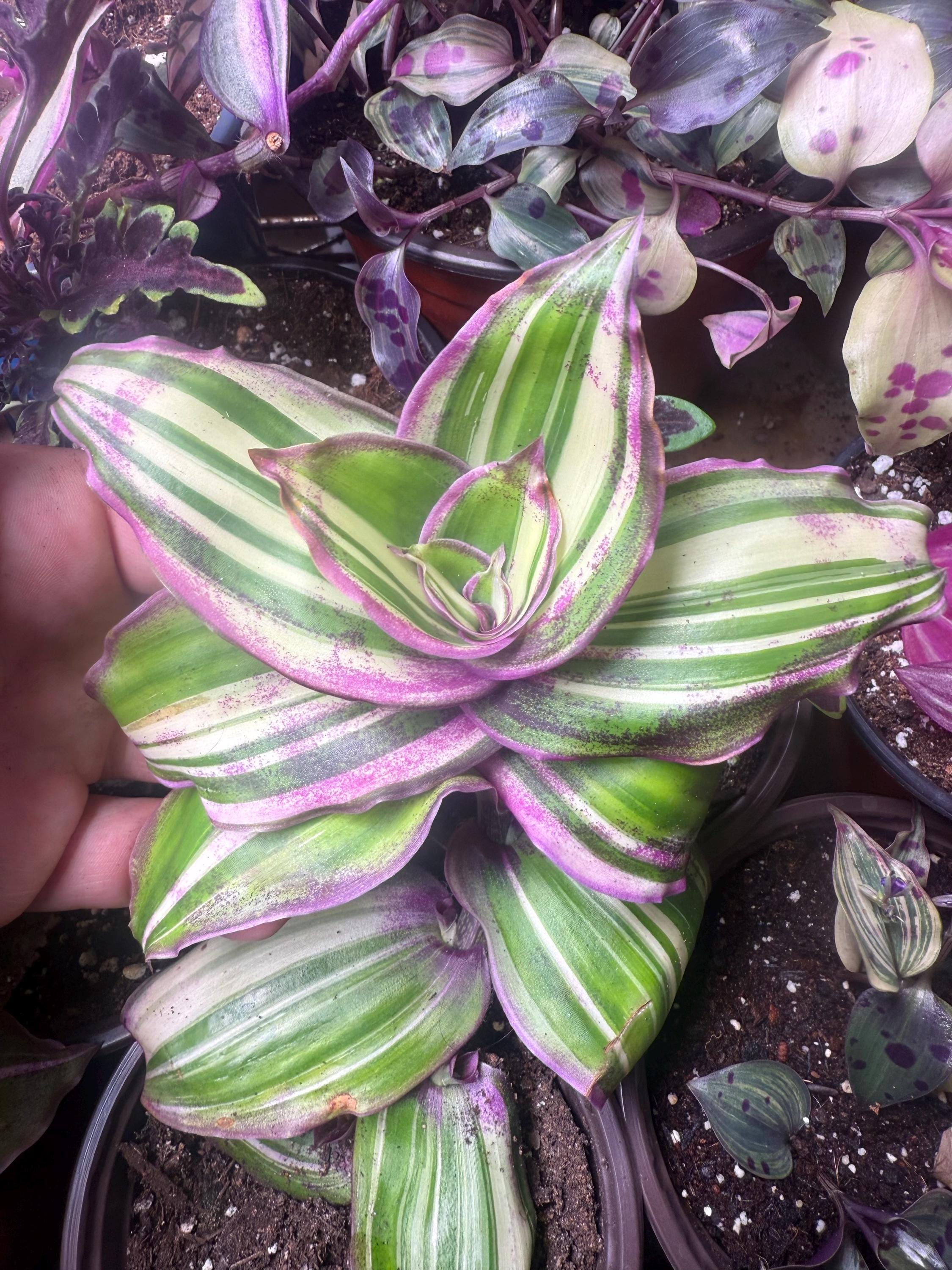 Tradescantia Dragon Tail - Etsy