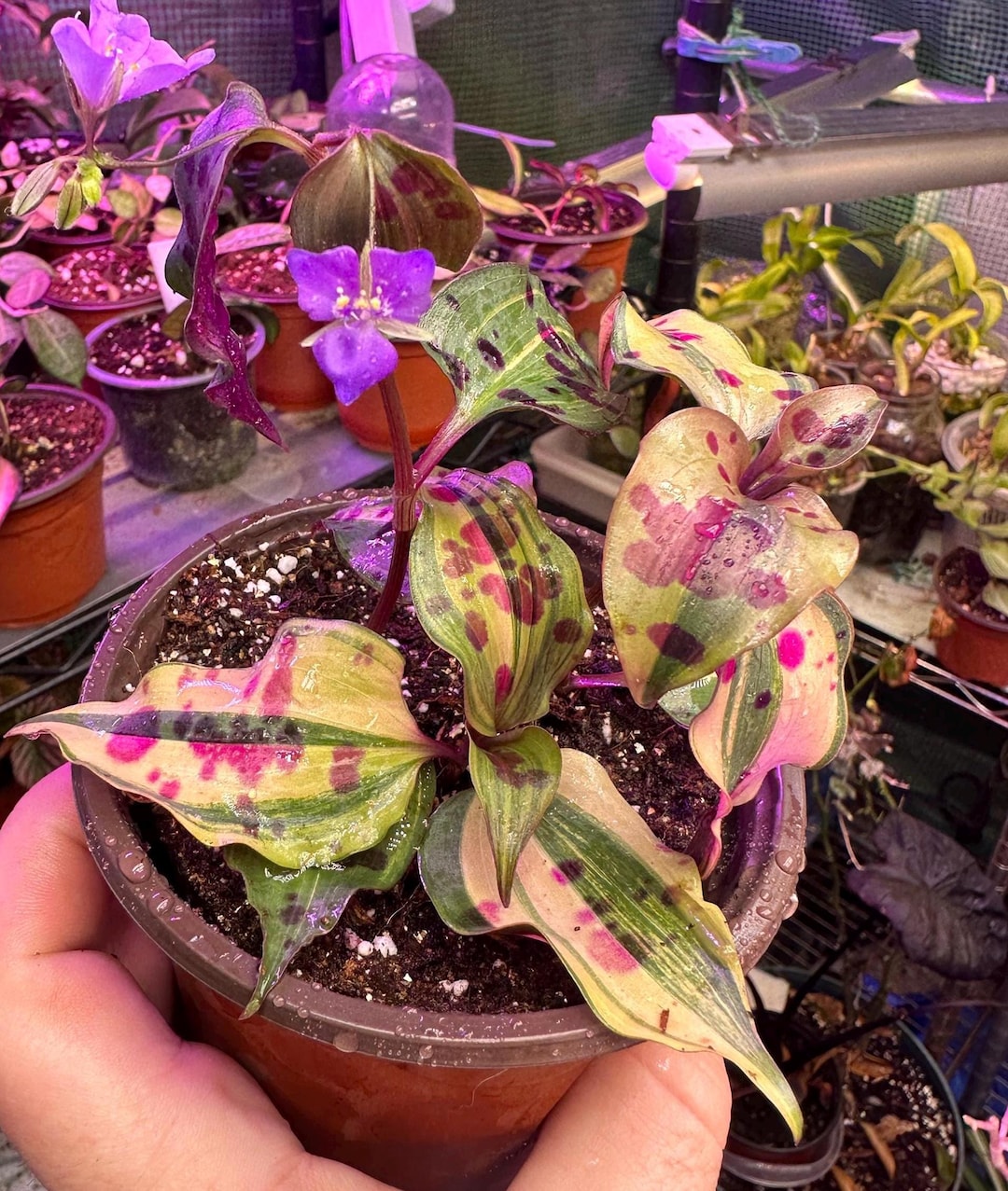 Tradescantia Tinantia Pringlei Variegata RARE Variegated Spotted Widow tradescantia-tinantia-pringlei-variegata-rare-variegated-spotted-widow