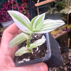 Tradescantia ‘Pistachio white’ (wandering dude, inchplant) in a 2.5” pot