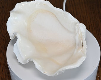 100% Natural Maxima Clam Shell - One Shell Only