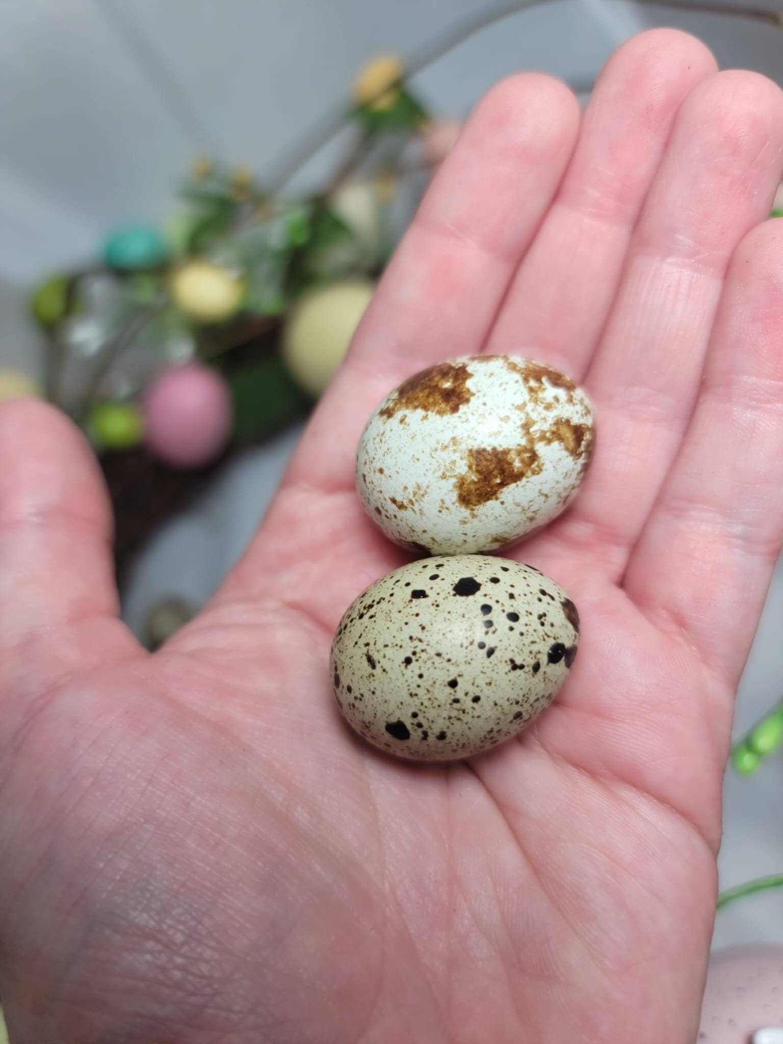 Quail Eggs / One Dozen Standard Coturnix Quail Eggs - Etsy