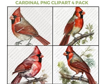 Watercolor Cardinal Clipart PNG 4 Pack High Quality 300 dpi