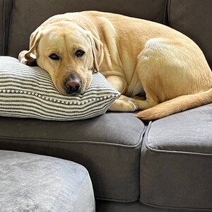 Dog-gone-it