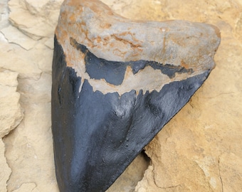 6-inch Megalodon Shark Tooth