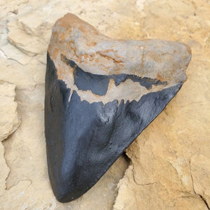 6-inch Megalodon Shark Tooth