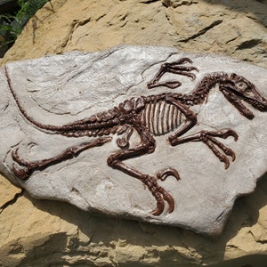 Velociraptor in Matrix - Fossil