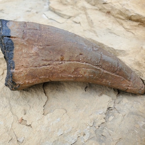 Tyrannosaurus Rex Tooth Fossil - T-Rex