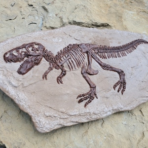 Tyrannosaurus Rex in Matrix - Fossil