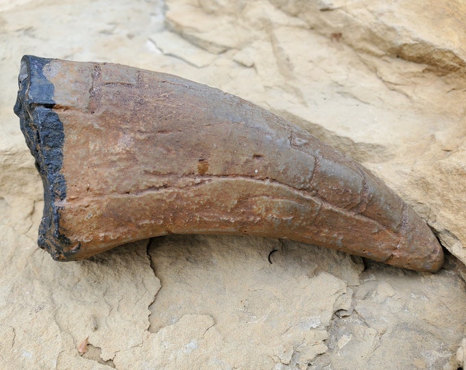 Tyrannosaurus Rex Tooth Fossil - T-Rex