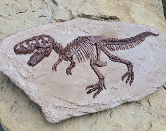 Tyrannosaurus Rex in Matrix - Fossil
