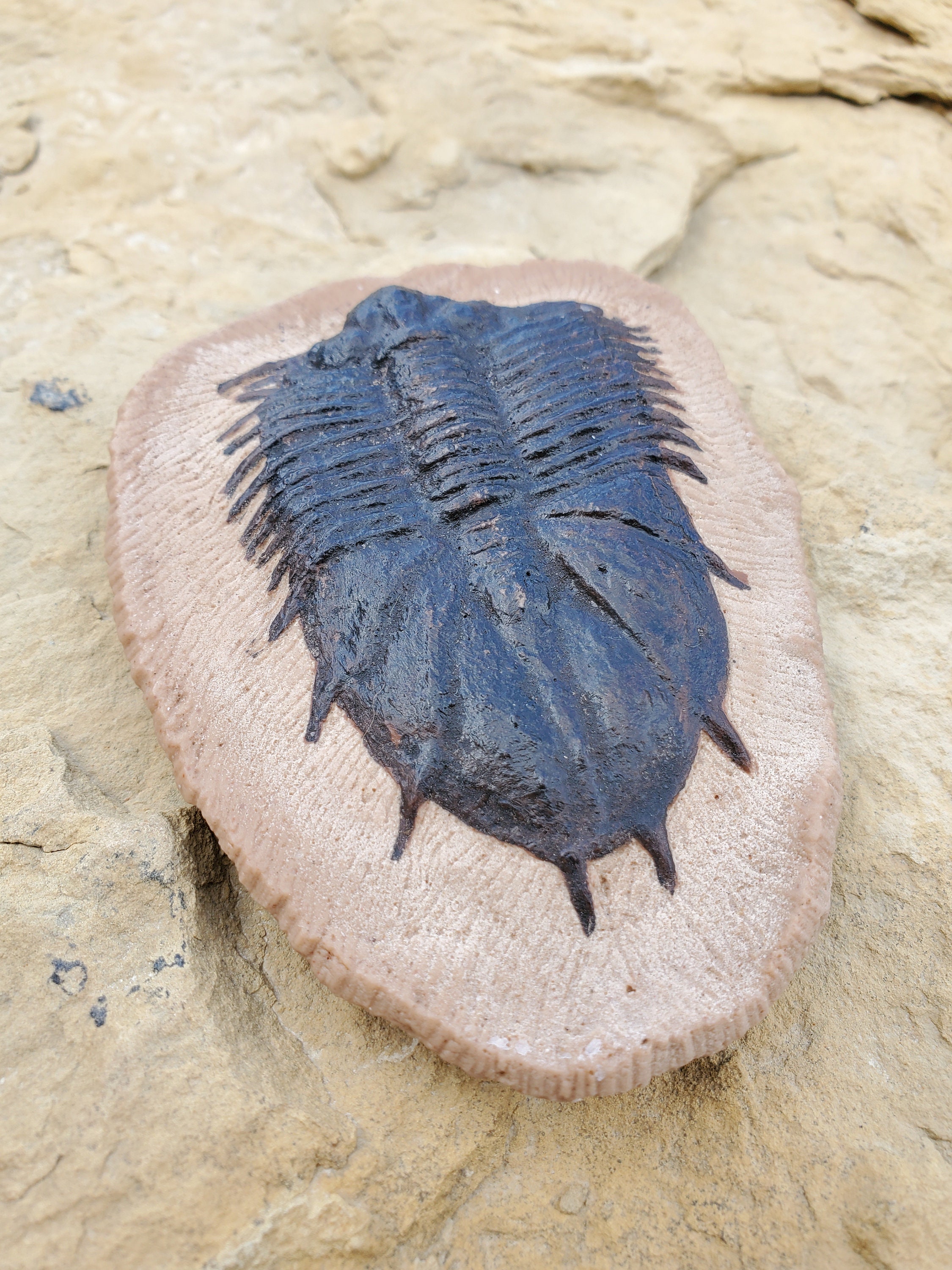 Trilobite fossil - Etsy 日本