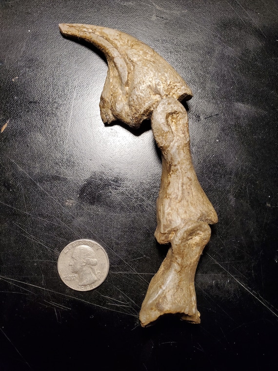 6インチのアロサウルスの爪の化石 - Etsy 日本