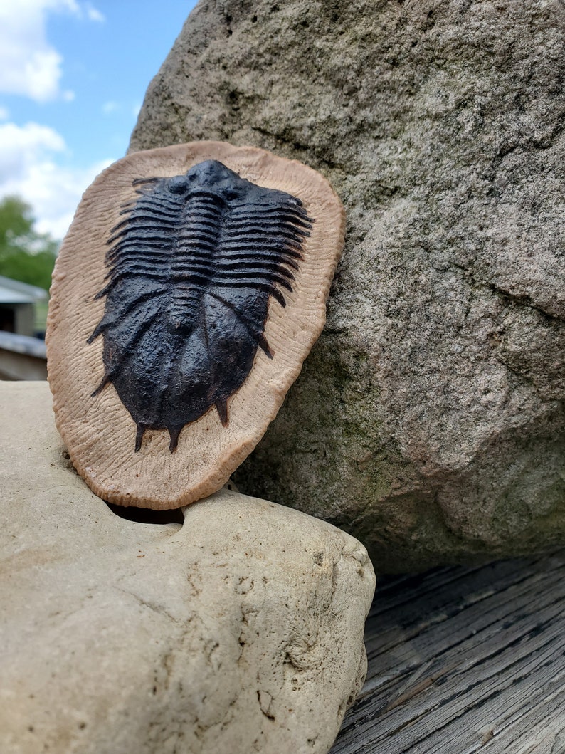 Dicranurus Monstrosus Trilobite Fossil - T-rex, Dinosaur, Morocco - Etsy