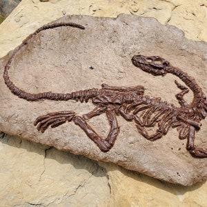 Coelophysis in Matrix - Fossil