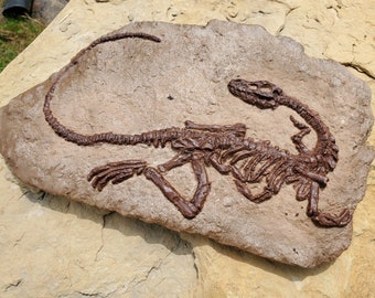 Coelophysis in Matrix - Fossil