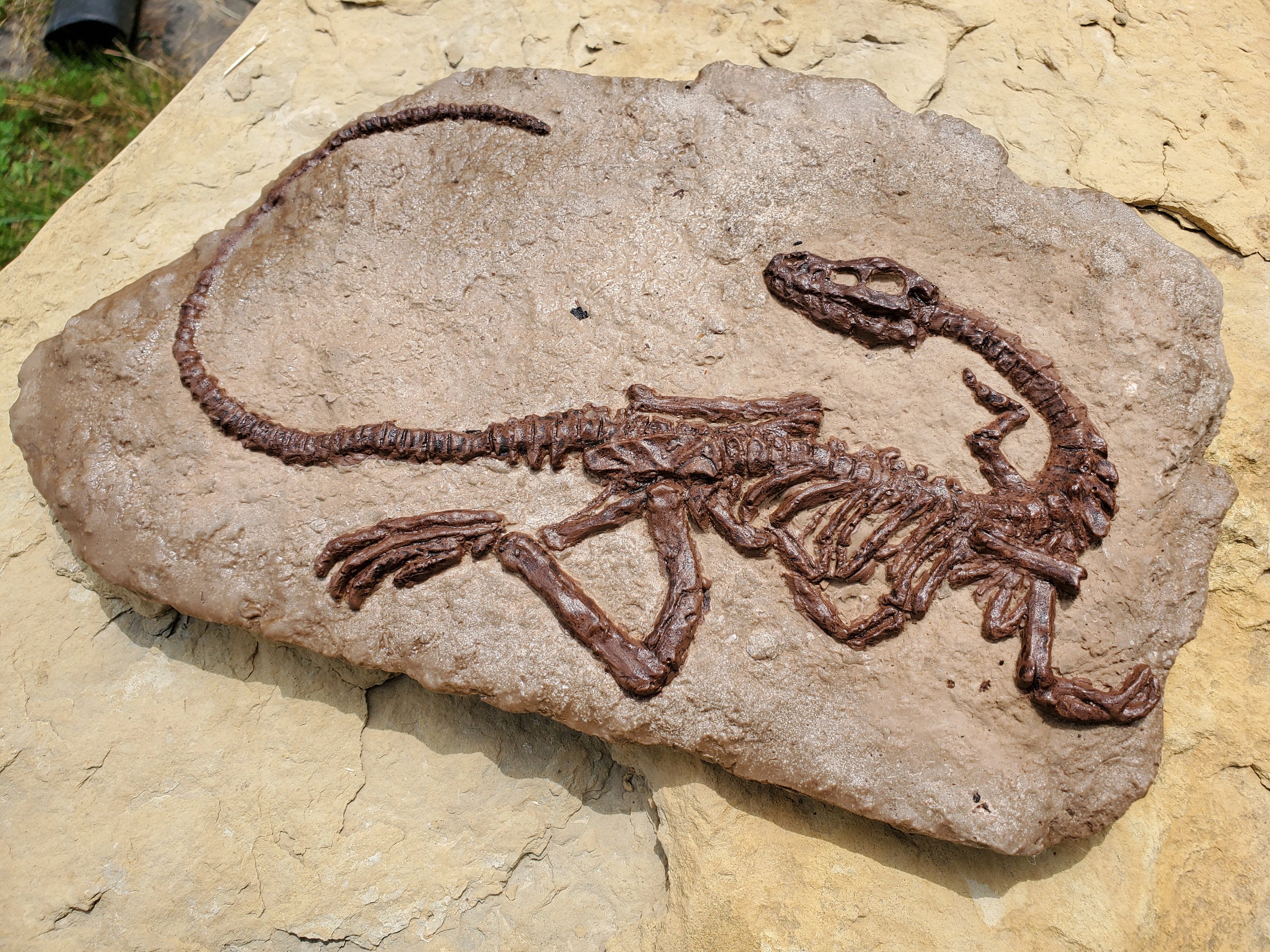 Coelophysis in Matrix - Fossil - Etsy