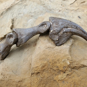 6-Inch Allosaurus Claw Fossil