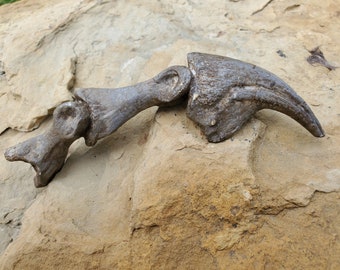6-Inch Allosaurus Claw Fossil