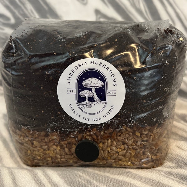 Mushroom Grow Bag Etsy