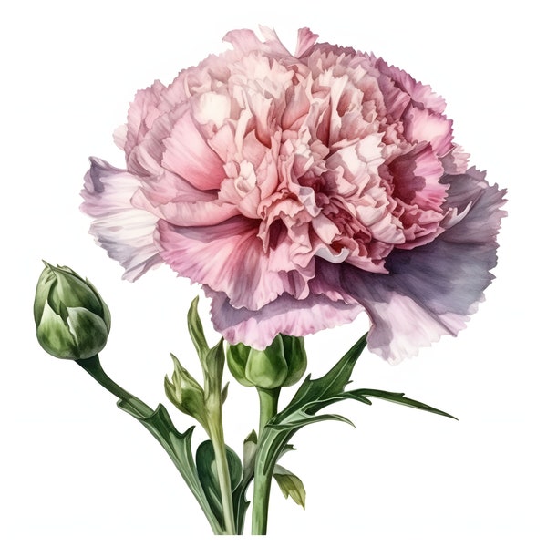 Pink Carnation clipart - 12 High Quality JPGs - instant Download - Card Making, invitations, journals, Scrapbooking, Junk journals