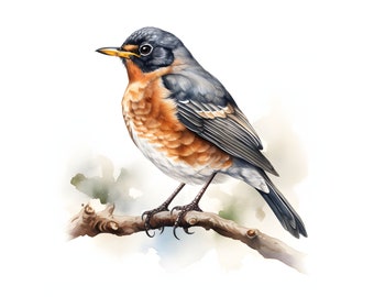 American Robin clipart - 12 High Quality JPGs - instant Download - Card Making, invitations, journals, Scrapbooking, Junk journals