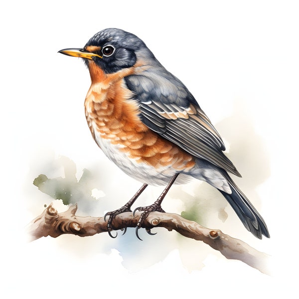 American Robin clipart - 12 High Quality JPGs - instant Download - Card Making, invitations, journals, Scrapbooking, Junk journals