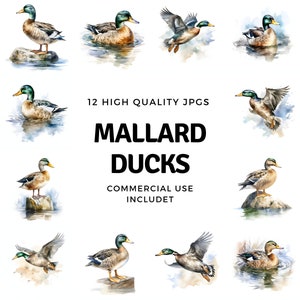 Mallard Duck clipart - 12 hoge kwaliteit JPG's - instant Download - Card Making, uitnodigingen, tijdschriften, Scrapbooking, Junk journals