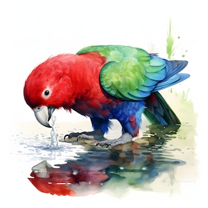 Eclectus Parrot clipart - 12 JPG de alta calidad - descarga instantánea - Fabricación de tarjetas, invitaciones, revistas, Scrapbooking, revistas basura