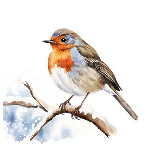 Snowy European Robins clipart - 12 JPGs de haute qualité - Téléchargement instantané - Fabrication de cartes, invitations, journaux, Scrapbooking, Junk journaux