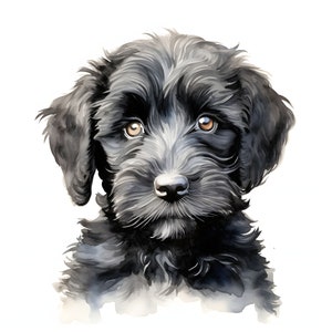 Imágenes Prediseñadas de perro de agua portugués - 12 JPG de alta calidad - Descarga instantánea - Fabricación de tarjetas, invitaciones, diarios, Scrapbooking, Diarios basura