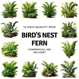 Bird's Nest Fern clipart - 12 High Quality JPGs - instant Download - Card Making, invitations, journals, Scrapbooking, Junk journals