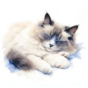 Ragdoll chat clipart - 12 JPG de haute qualité - téléchargement immédiat - fabrication de cartes, invitations, journaux, Scrapbooking, journaux indésirables
