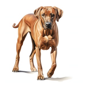 Rhodesian Ridgeback clipart - 12 JPG de alta calidad - descarga instantánea - Fabricación de tarjetas, invitaciones, diarios, Scrapbooking, diarios basura