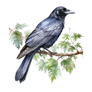 American Crows clipart - 12 JPG de haute qualité - Téléchargement instantané - Fabrication de cartes, invitations, journaux, Scrapbooking, Junk journaux