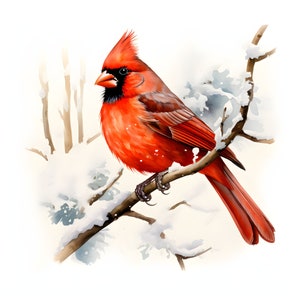 Snowy Northern Cardinal clipart - 12 JPG de haute qualité - Téléchargement instantané - Fabrication de cartes, invitations, journaux, Scrapbooking, Junk journaux