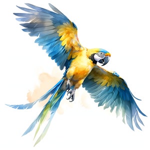 May include: A blue and yellow macaw parrot with its wings spread out in flight. The parrot is flying against a white background.