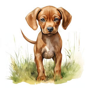 Vizsla Welpe Clipart - 12 hochwertige JPGs - sofortiger Download - Card Making, Einladungen, Journals, Scrapbooking, Junk journals
