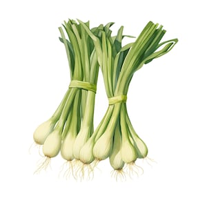 watercolor leeks clipart - 12 High Quality JPGs - instant Download - Card Making, invitations, journals, Scrapbooking, Junk journals