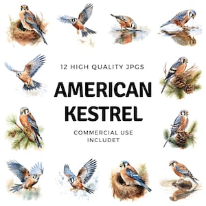 American Kestrel clipart - 12 High Quality JPGs - instant Download - Card Making, invitations, journals, Scrapbooking, Junk journals