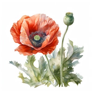 Clipart de coquelicots colorés - 12 JPG de haute qualité - Téléchargement instantané - Fabrication de cartes, invitations, journaux, Scrapbooking, Junk journaux