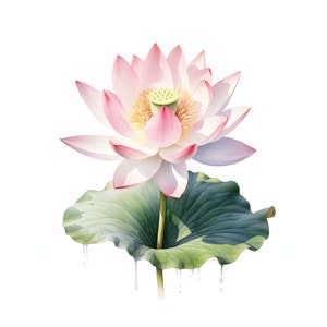 Lotus on Water clipart - 12 JPG di alta qualità - Download istantaneo - Card Making, inviti, riviste, Scrapbooking, riviste spazzatura