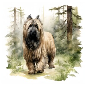 Briard clipart - 12 High Quality JPGs - instant Download - Card Making, invitations, journals, Scrapbooking, Junk journals