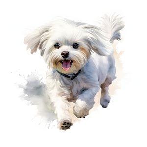 Maltese clipart - 12 JPG's van hoge kwaliteit - direct downloaden - Kaarten maken, uitnodigingen, tijdschriften, scrapbooking, ongewenste tijdschriften