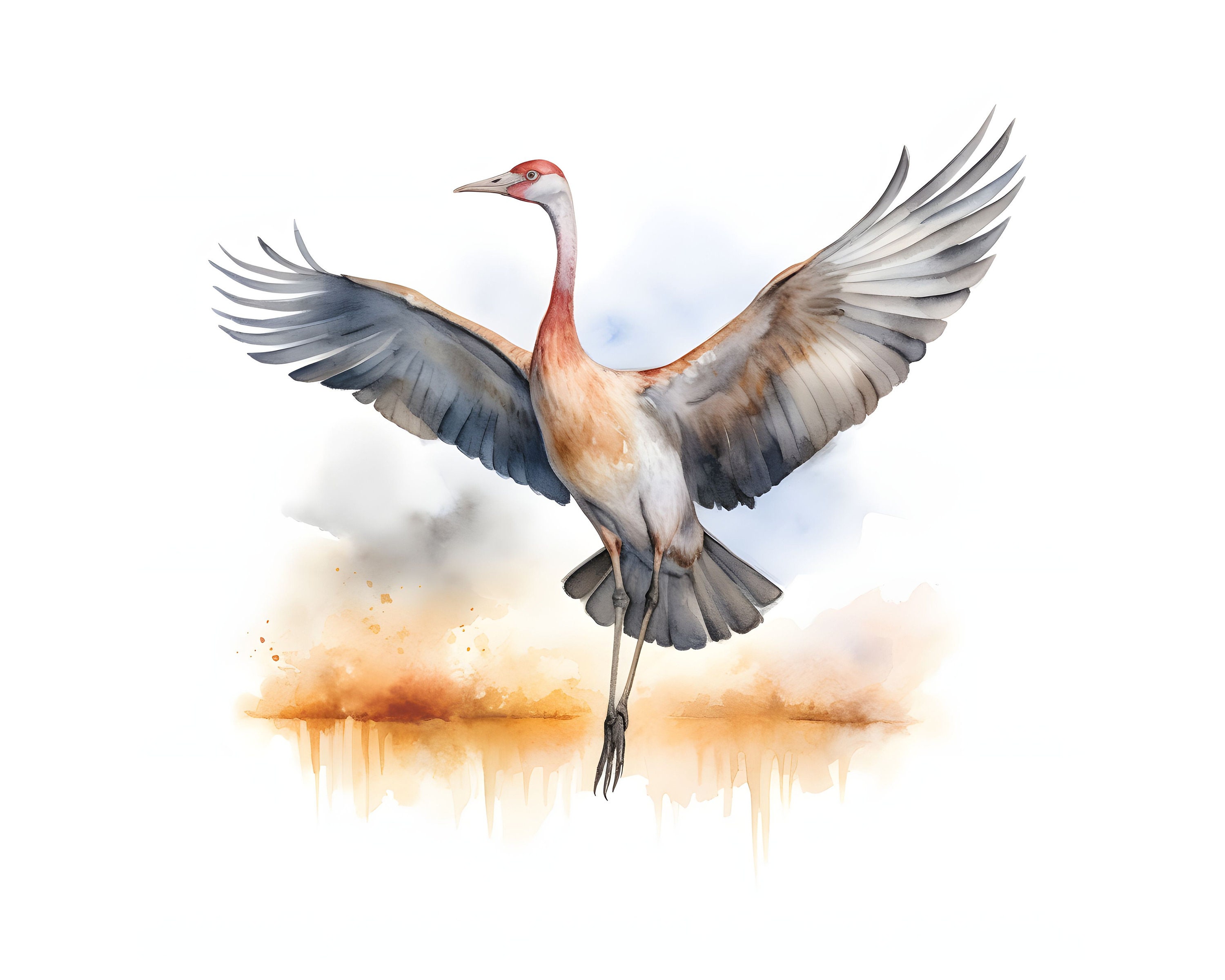 Sandhill Crane Clipart 12 High Quality Jpgs Instant Download Card ...