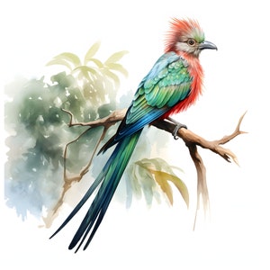 Resplendissant Quetzal clipart - 12 JPG de haute qualité - Téléchargement instantané - Fabrication de cartes, invitations, journaux, Scrapbooking, Junk journaux