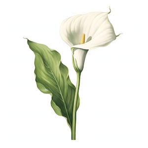 Calla Lily clipart - 12 JPG's van hoge kwaliteit - direct downloaden - Card Making, uitnodigingen, tijdschriften, Scrapbooking, Junk journals