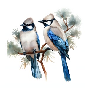 Euraziatische Jay clipart - 12 JPG's van hoge kwaliteit - direct downloaden - Kaarten maken, uitnodigingen, tijdschriften, scrapbooking, ongewenste tijdschriften